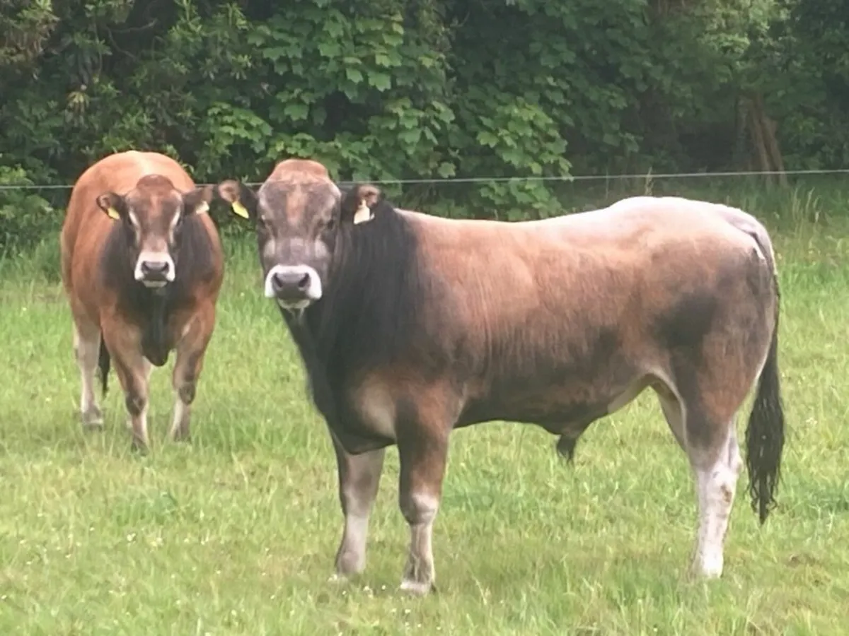PBR Parthenaise Bulls Organic - Image 2