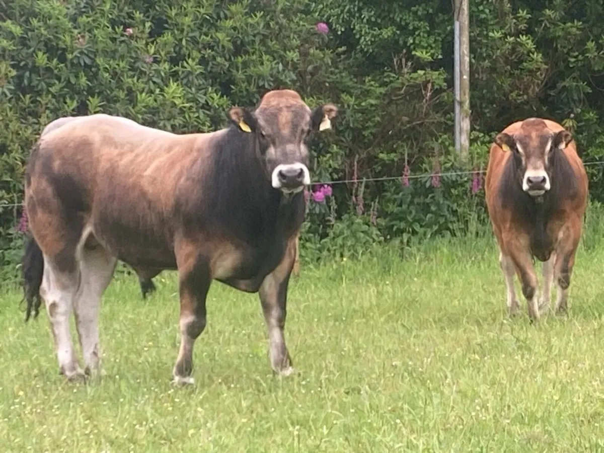 PBR Parthenaise Bulls Organic - Image 3