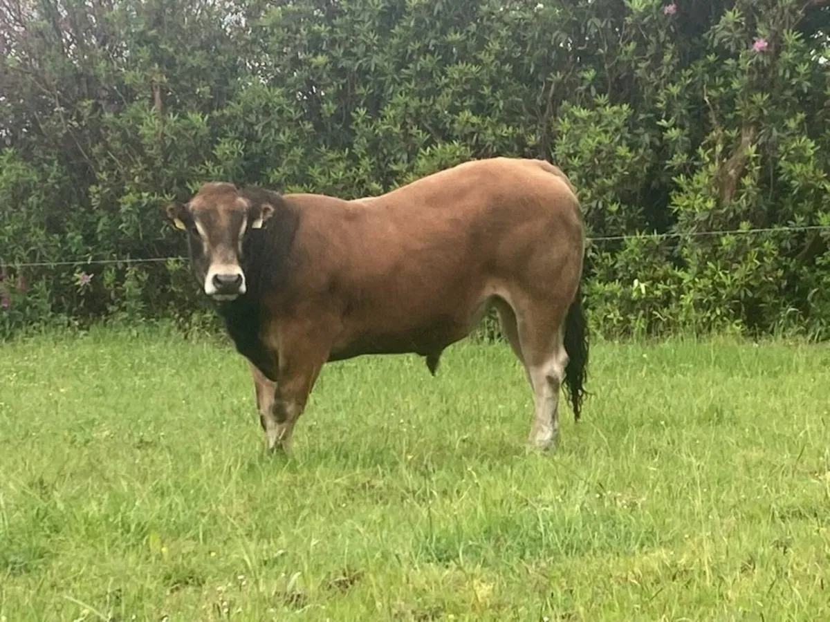 PBR Parthenaise Bulls Organic - Image 4