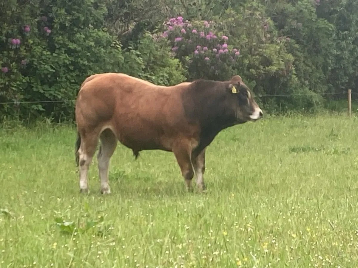 PBR Parthenaise Bulls Organic - Image 1
