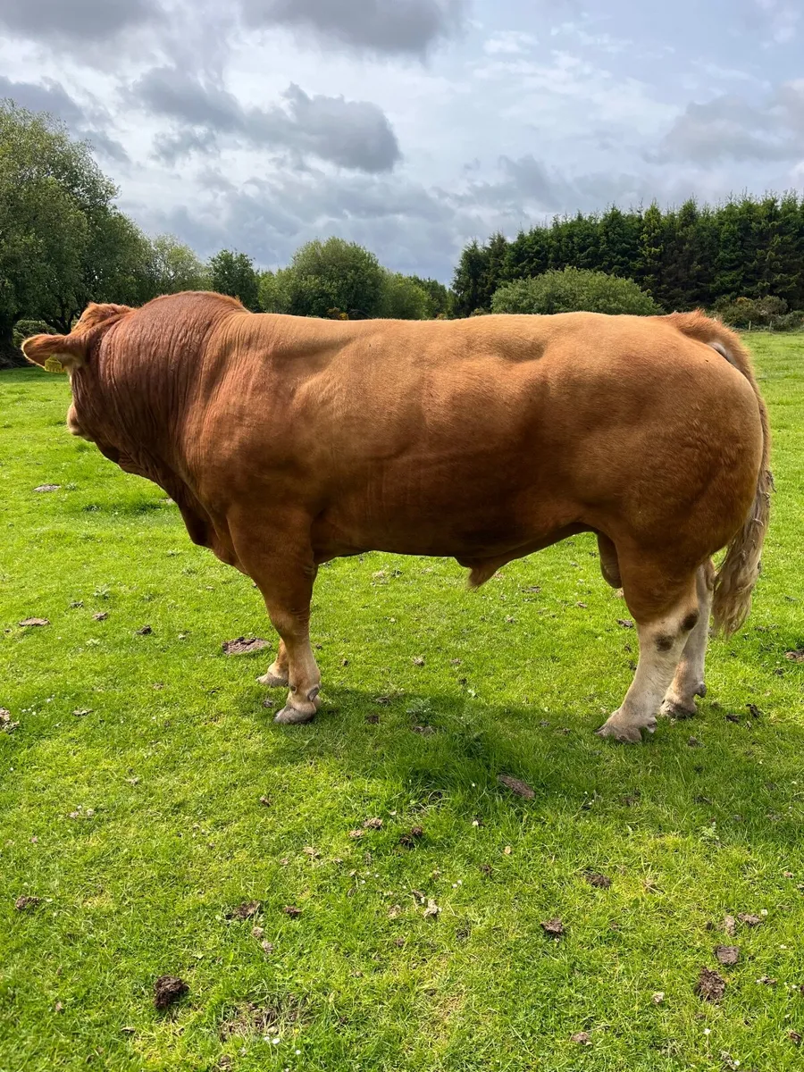 4 Star PBR Limousin Bull - Image 2