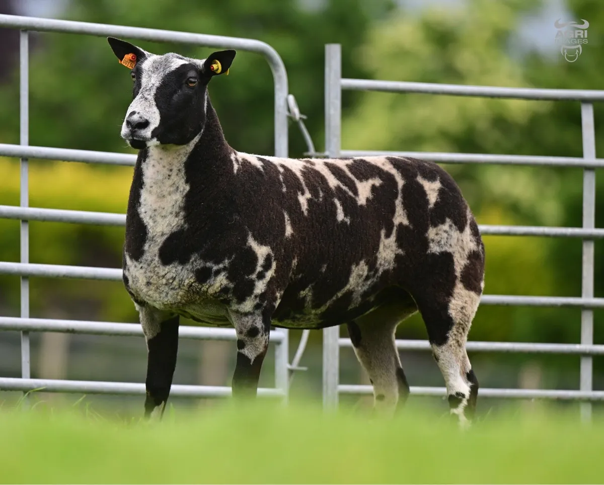 Dutch Spotted Sheep - Image 1