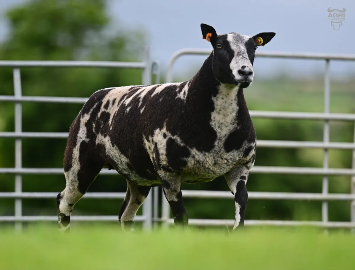 Dutch Spotted Sheep - Image 2
