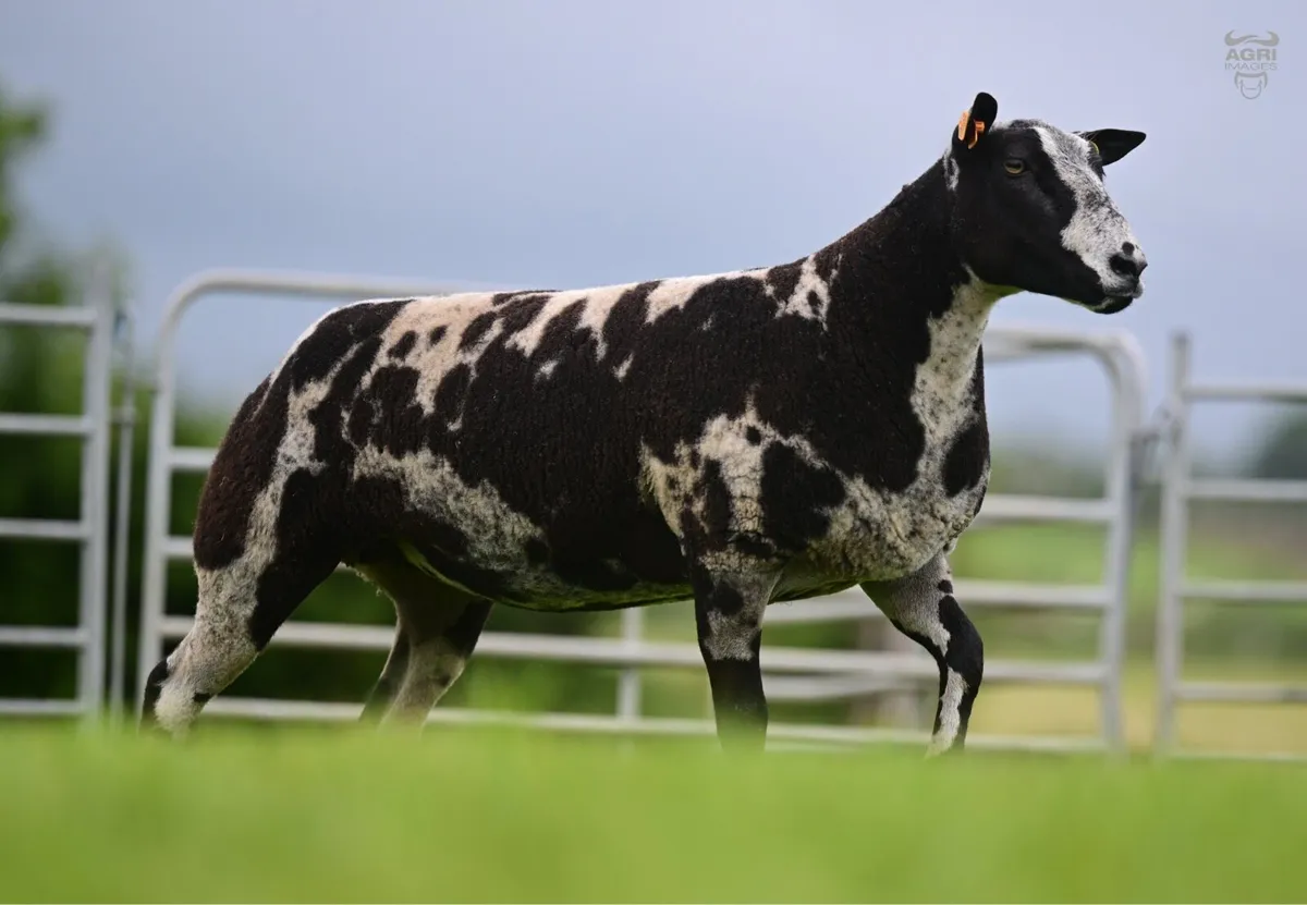 Dutch Spotted Sheep - Image 3