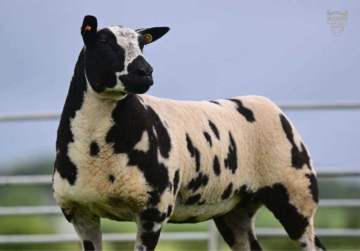 Dutch Spotted Sheep - Image 4