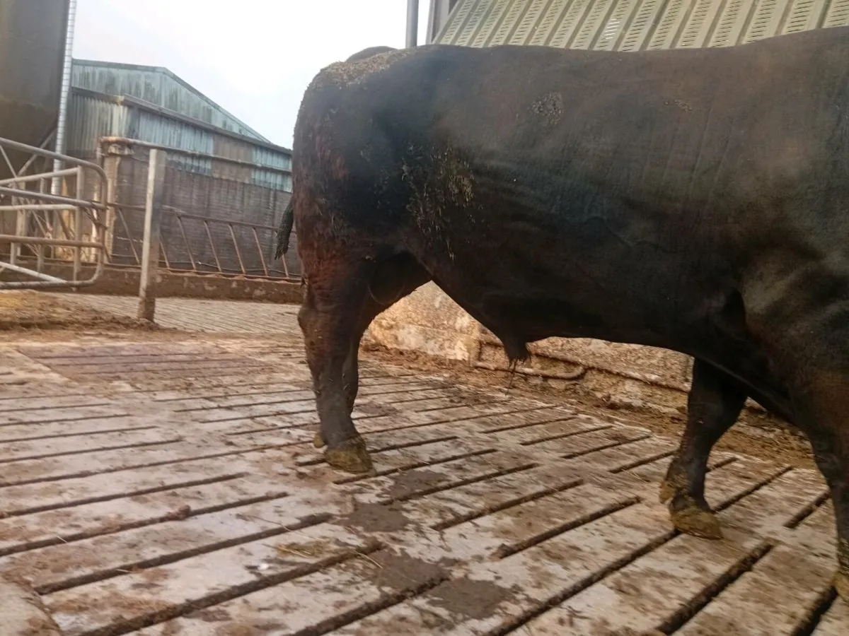 Pedigree Angus Bull - Image 2