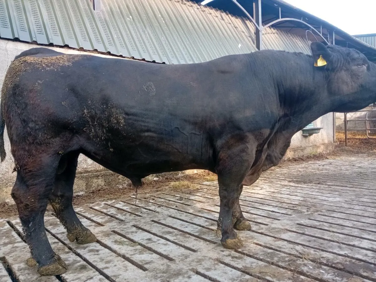 Pedigree Angus Bull - Image 1