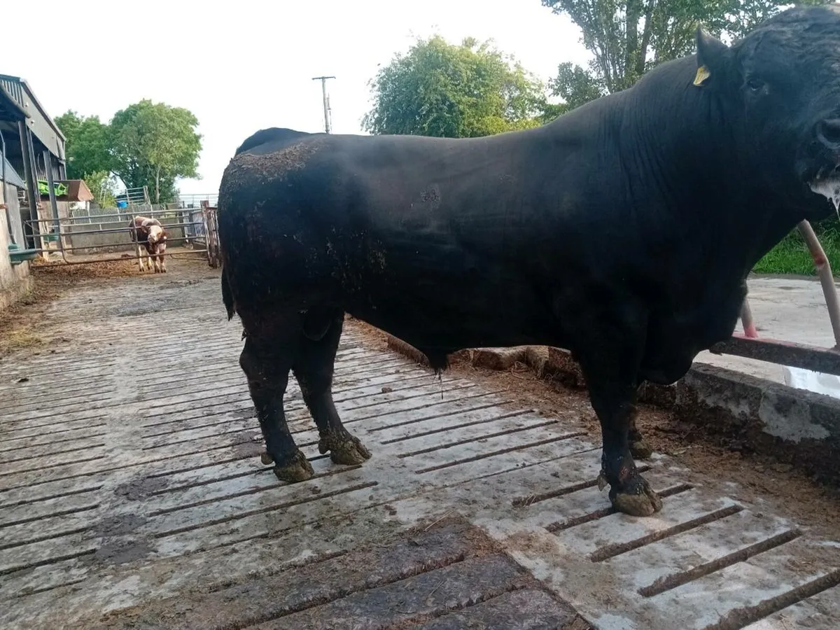 Pedigree Angus Bull - Image 3