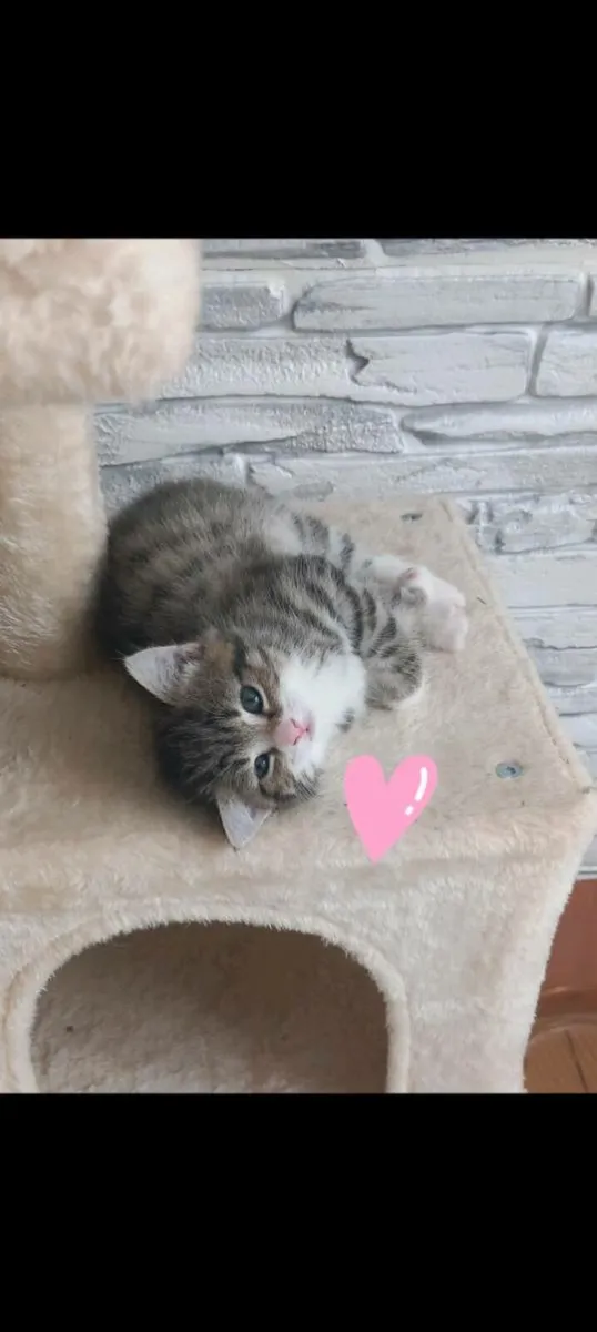 Norwegian forest kittens mix - Image 3