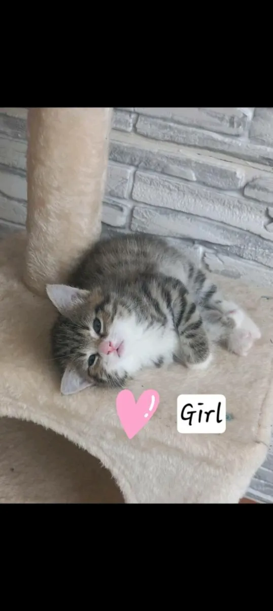 Norwegian forest kittens mix - Image 2