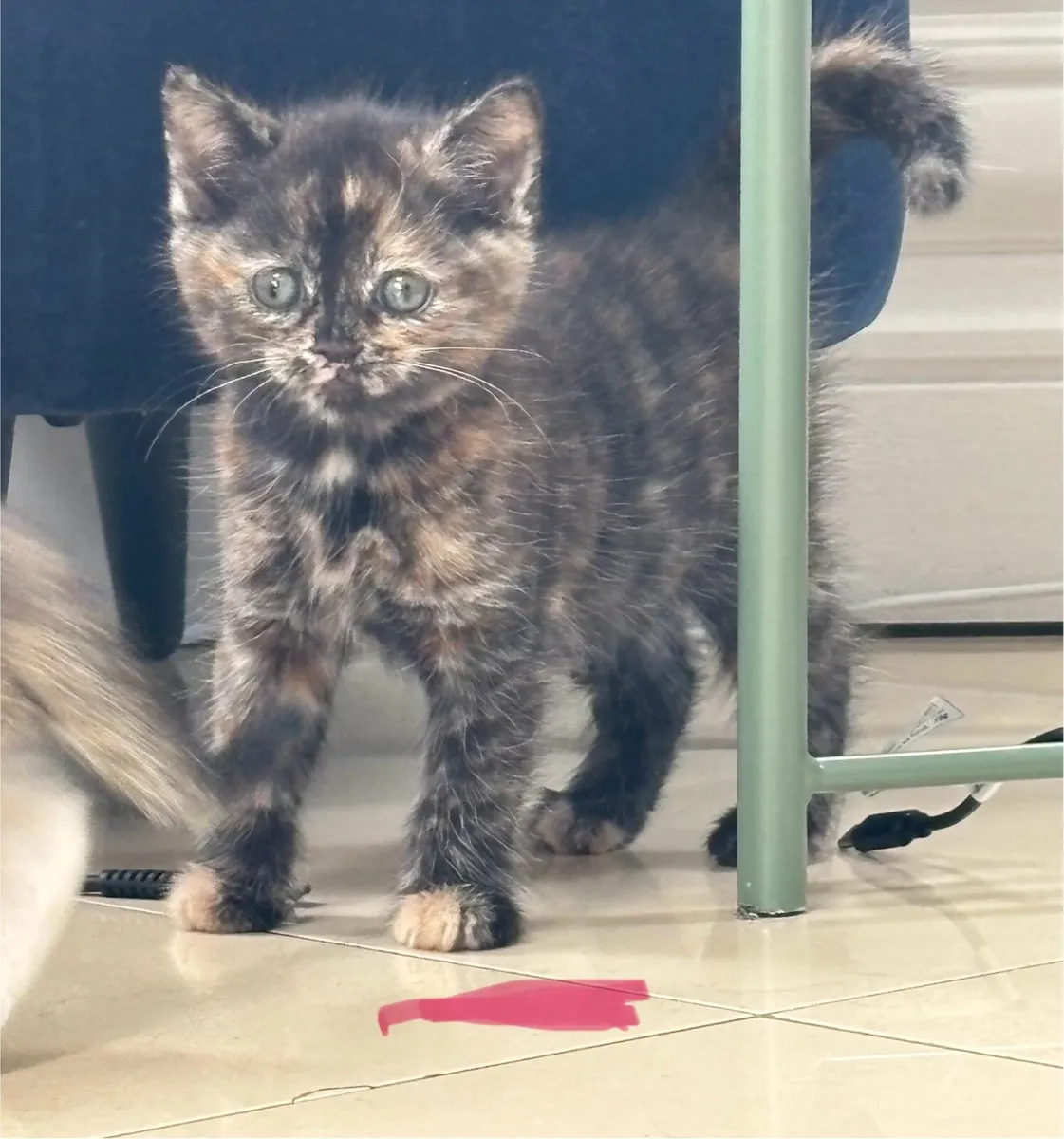 Tuxedo female remaining. Can be delivered - Image 3