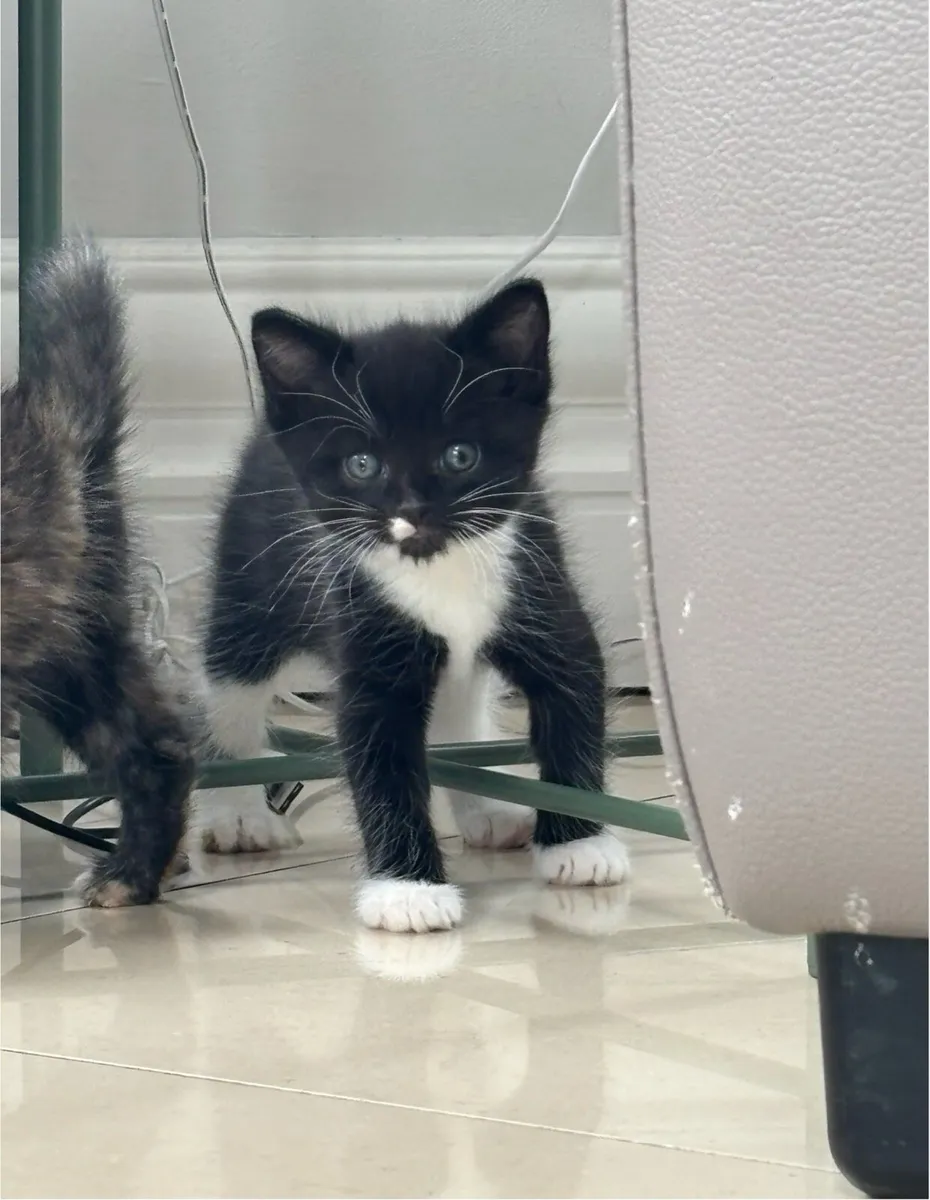 Tuxedo female remaining. Can be delivered - Image 1