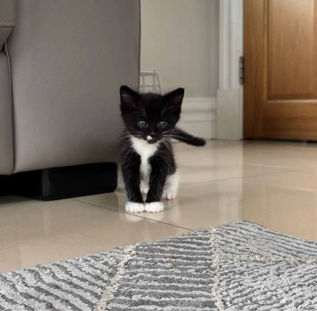 Tuxedo female remaining. Can be delivered - Image 4