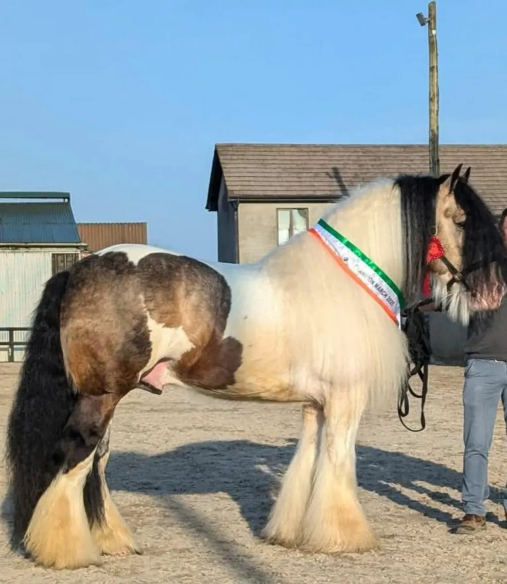 Cob Filly - Image 4