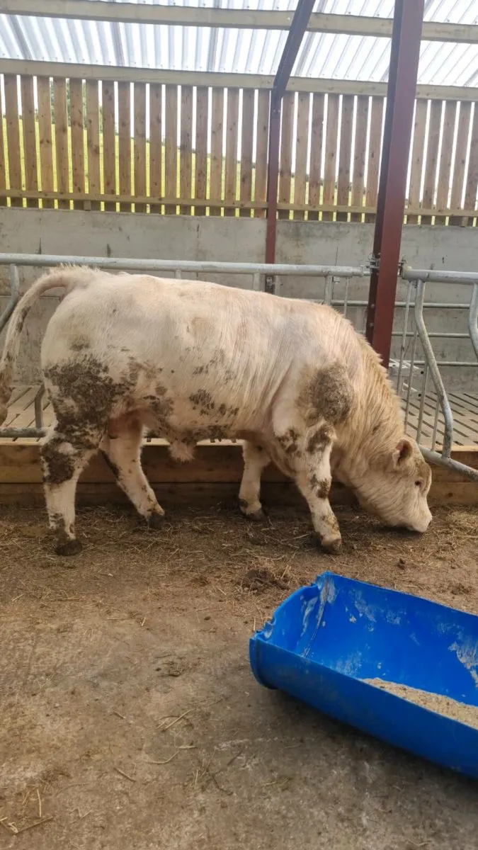 PBR Charolais Bull - Image 1