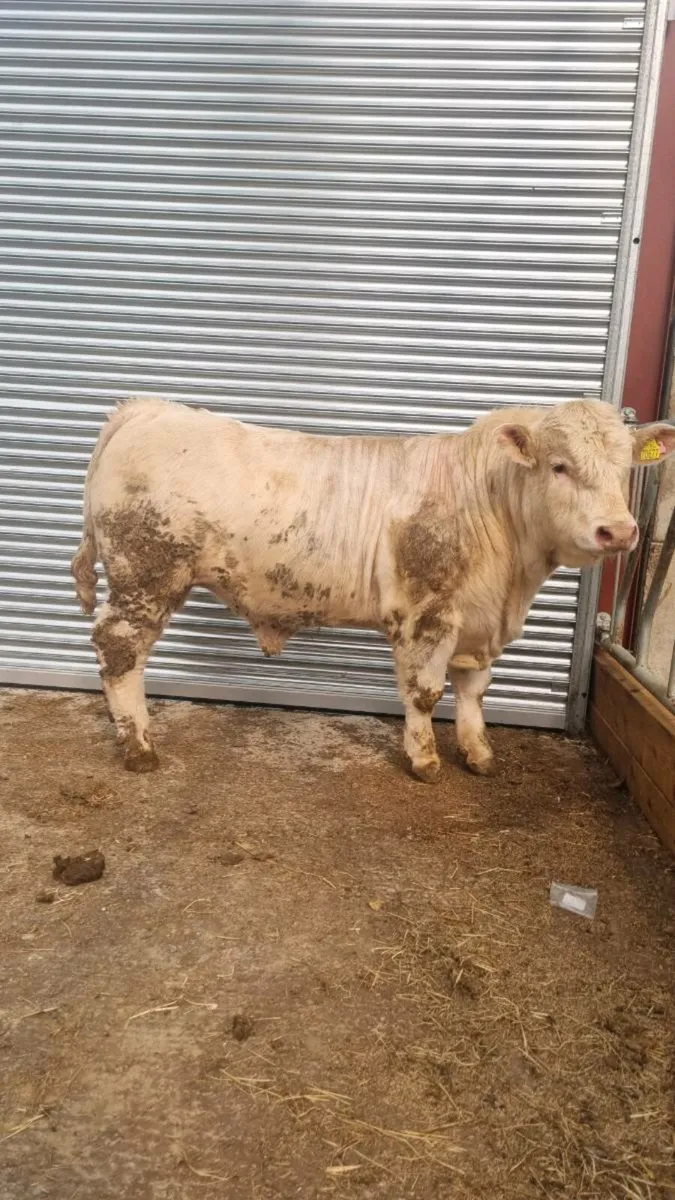 PBR Charolais Bull - Image 3