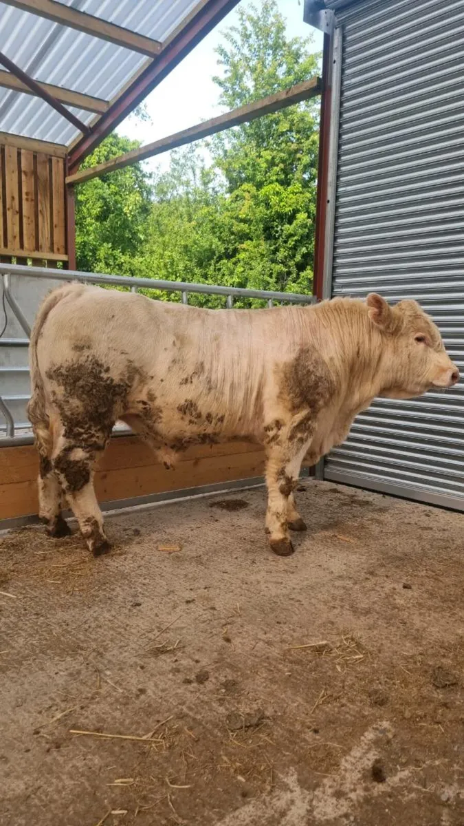 PBR Charolais Bull - Image 4