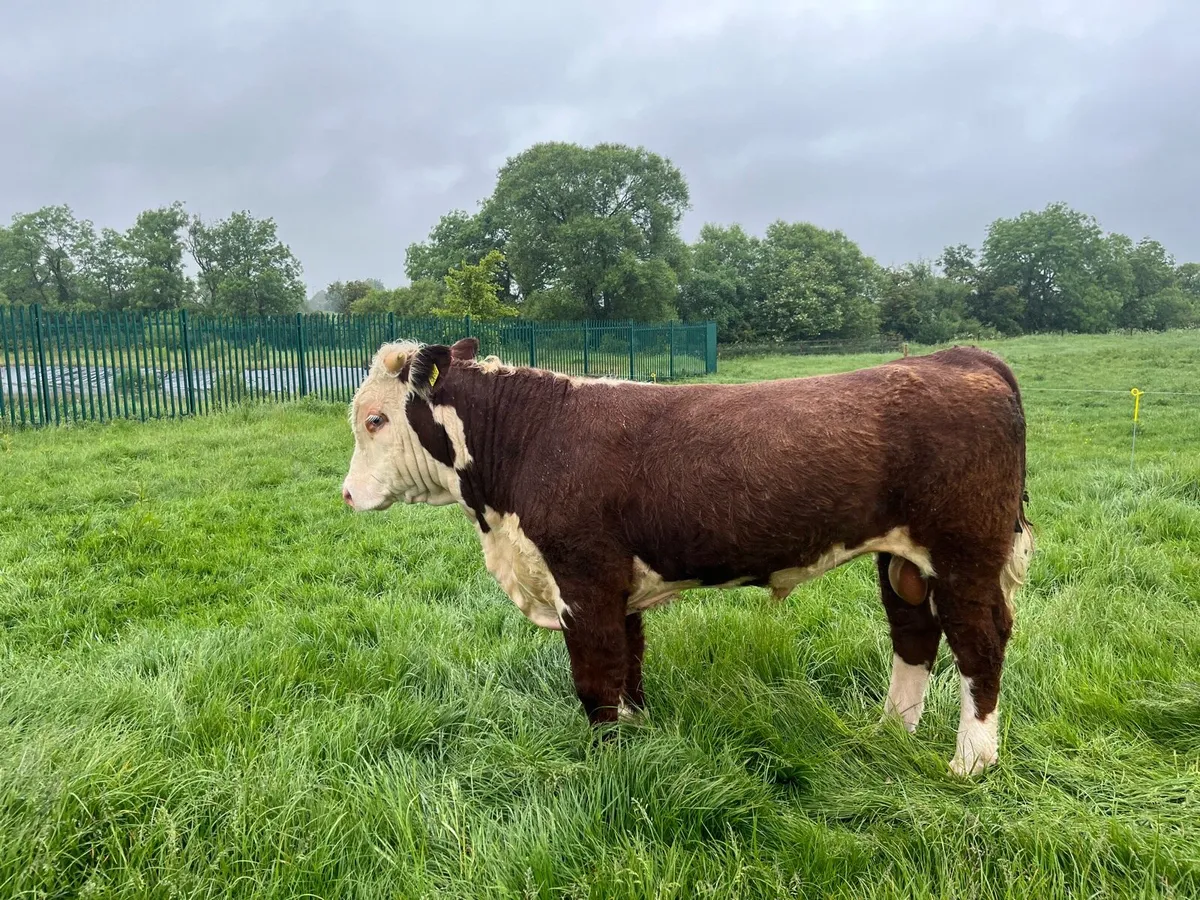 Hereford bulls - Image 1