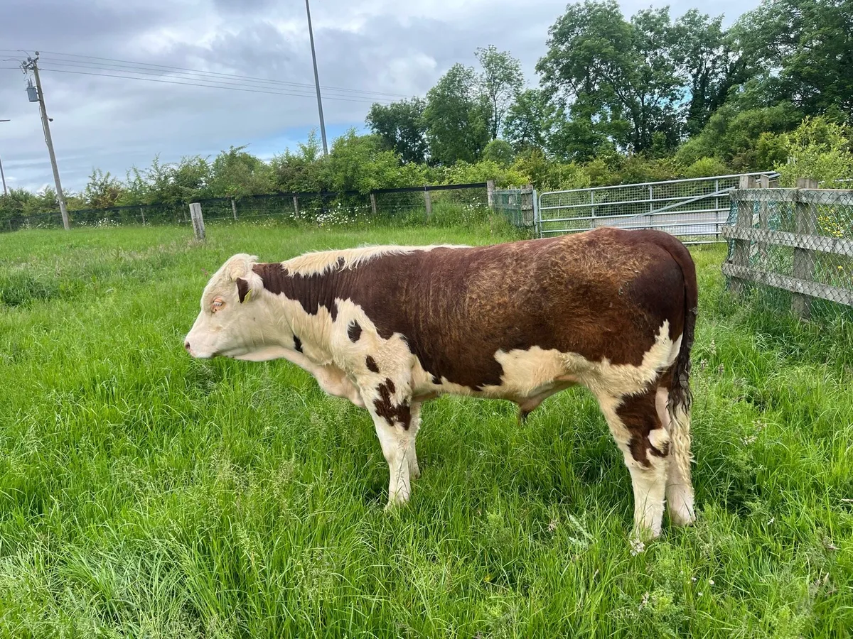 Hereford bulls - Image 2