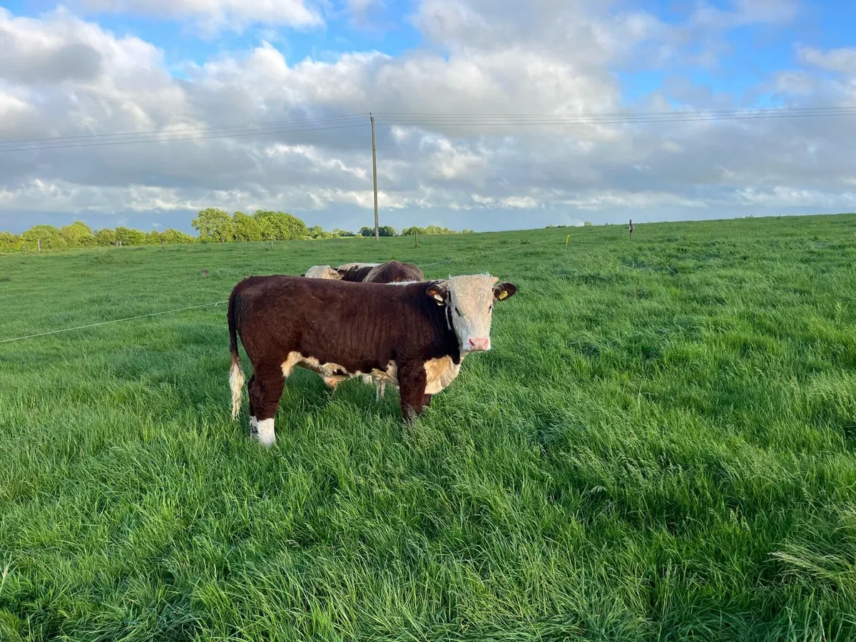 Hereford bulls - Image 3