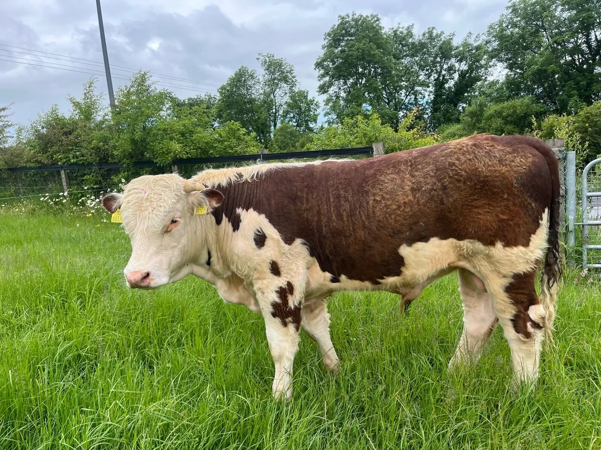 Hereford bulls - Image 4