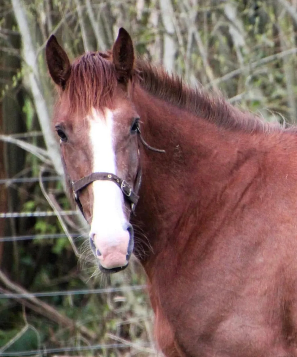 2very well bred irish draught brood mares - Image 2