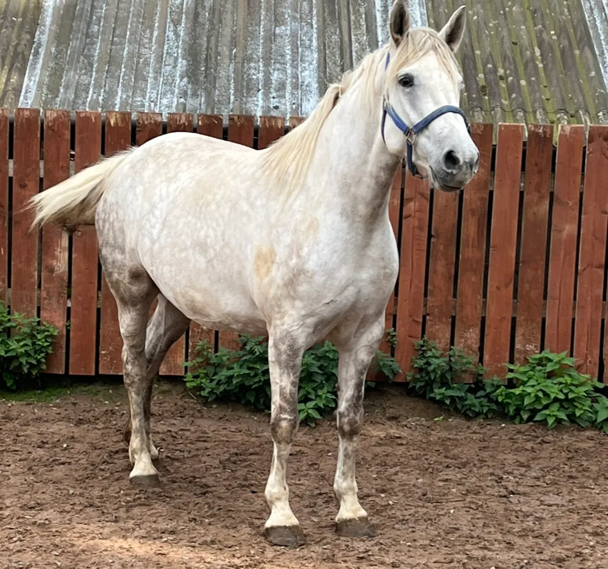 2very well bred irish draught brood mares - Image 3