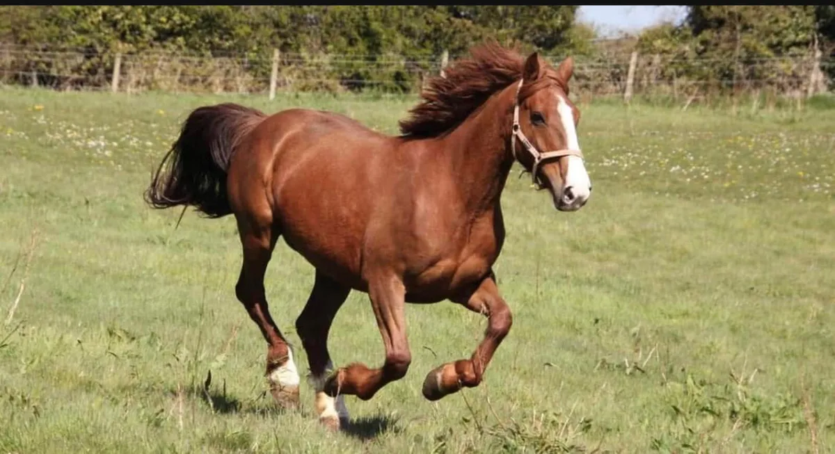 2very well bred irish draught brood mares - Image 4