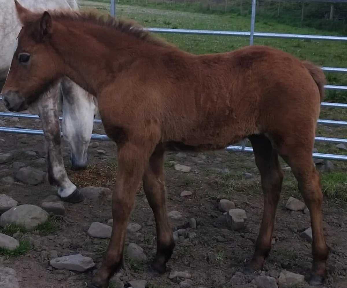 2very well bred irish draught brood mares - Image 4