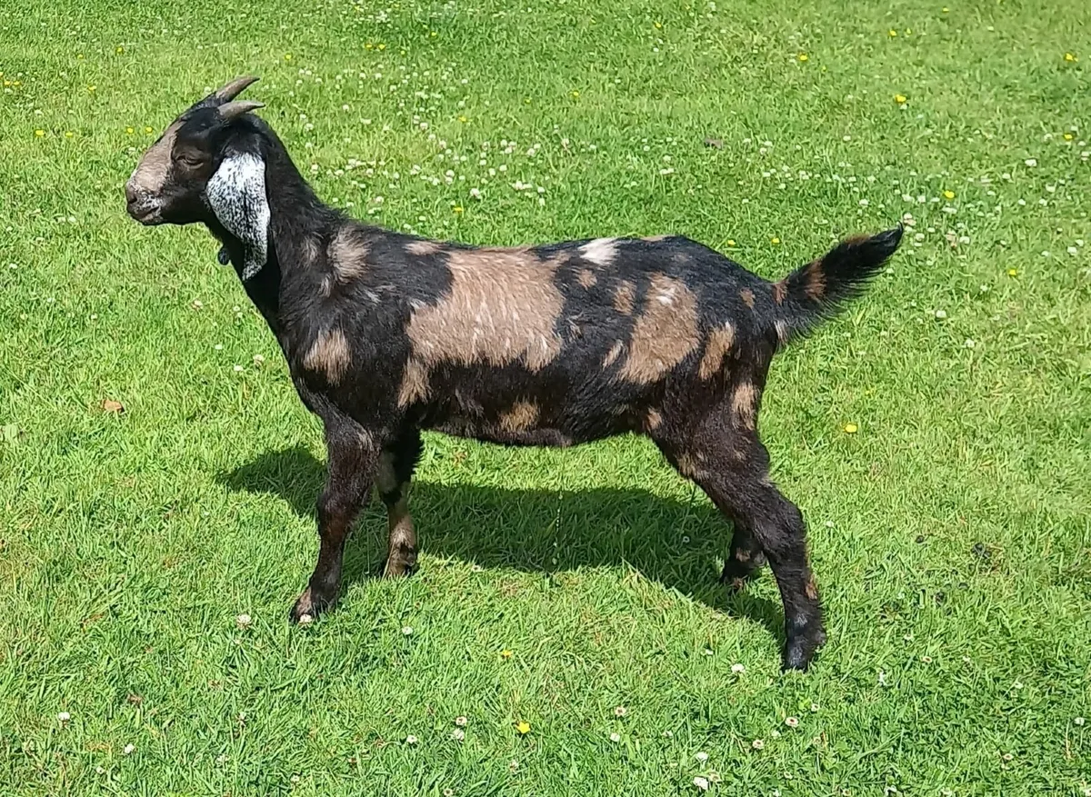Goats - Image 3