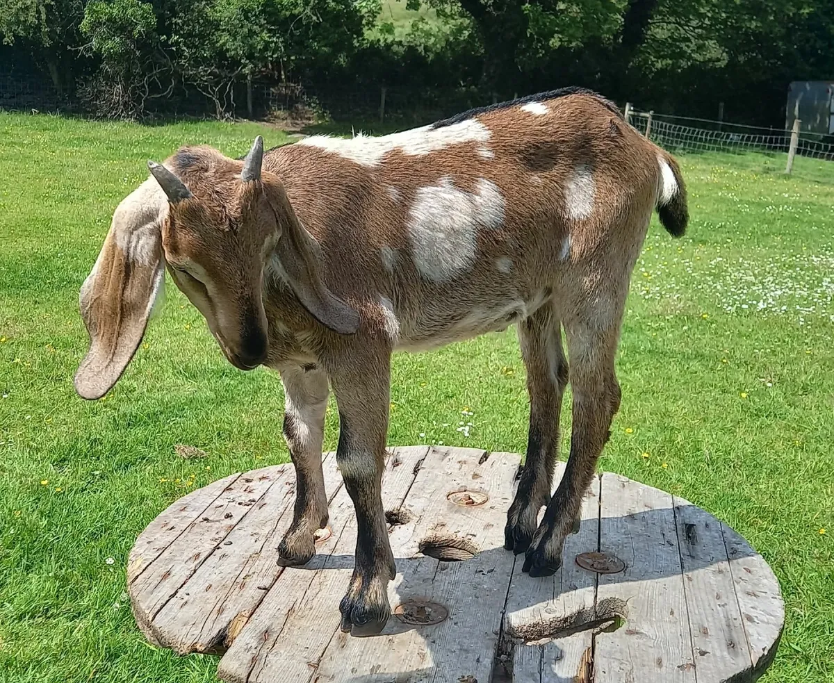 Goats - Image 4