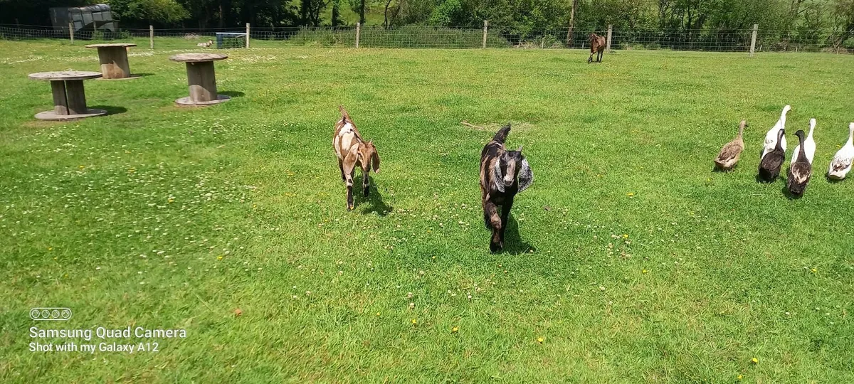 Goats - Image 2