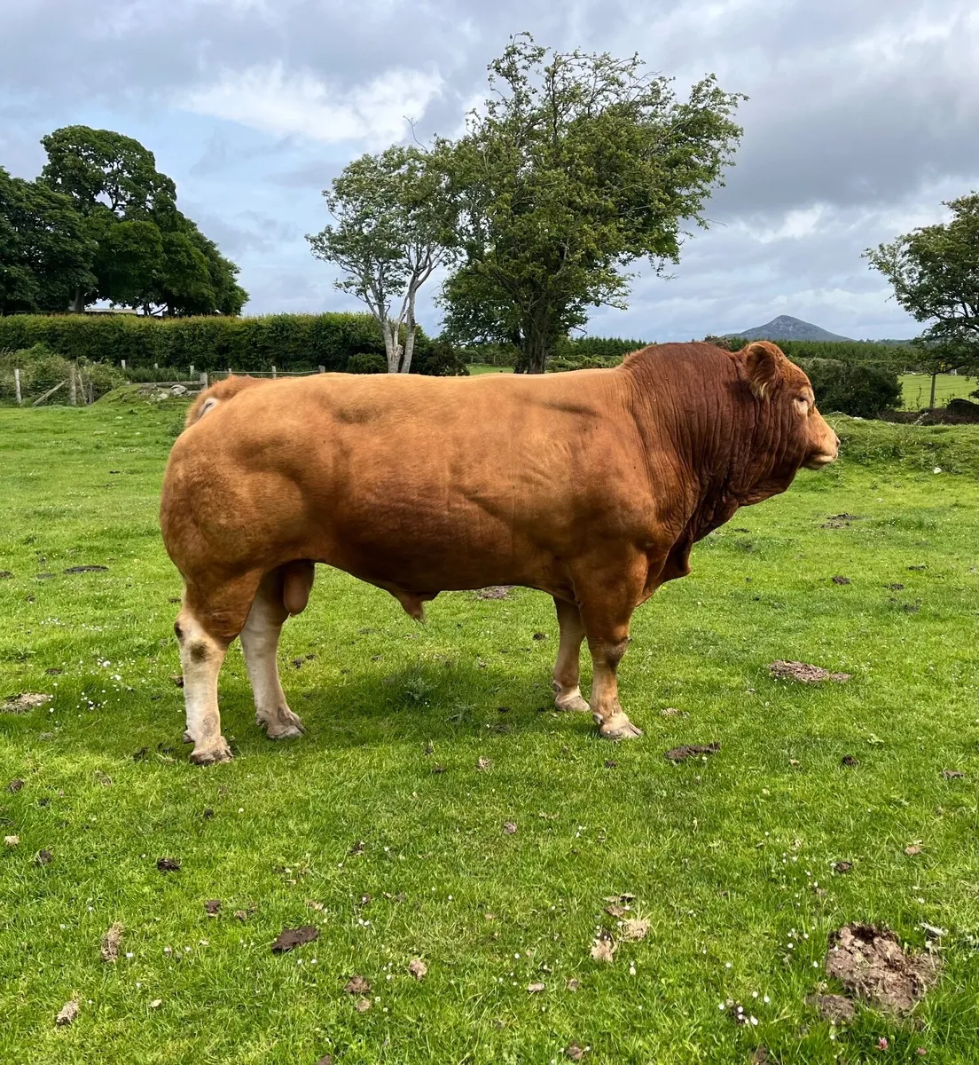 4 Star PBR Limousin Bull - Image 1