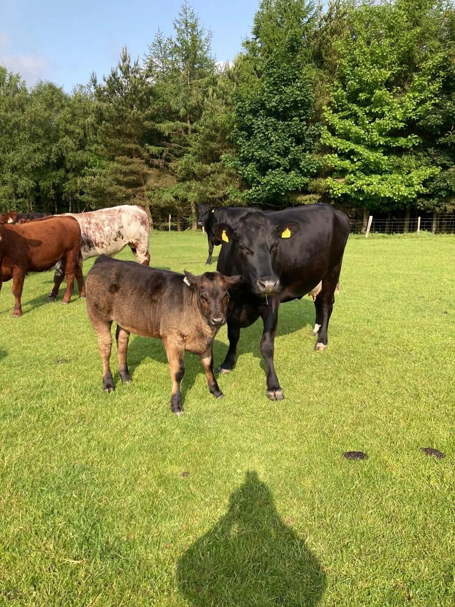 4 Star PBR Limousin Bull - Image 3