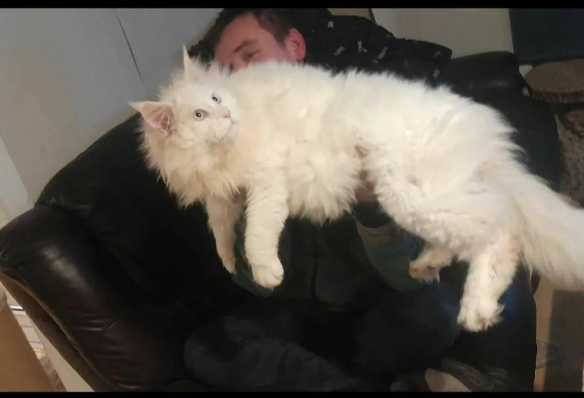 Maine coon - Image 3