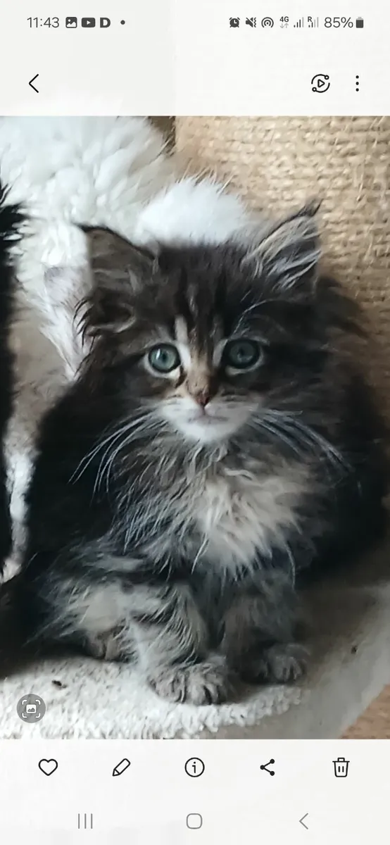 Maine coon - Image 4