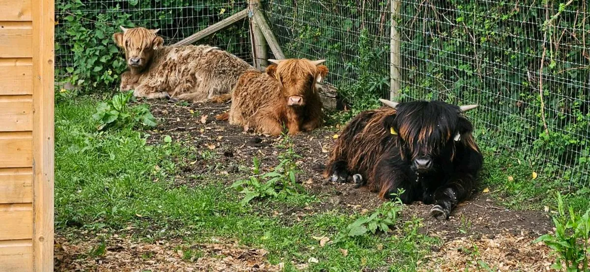 Hiighland Cattle - Image 3