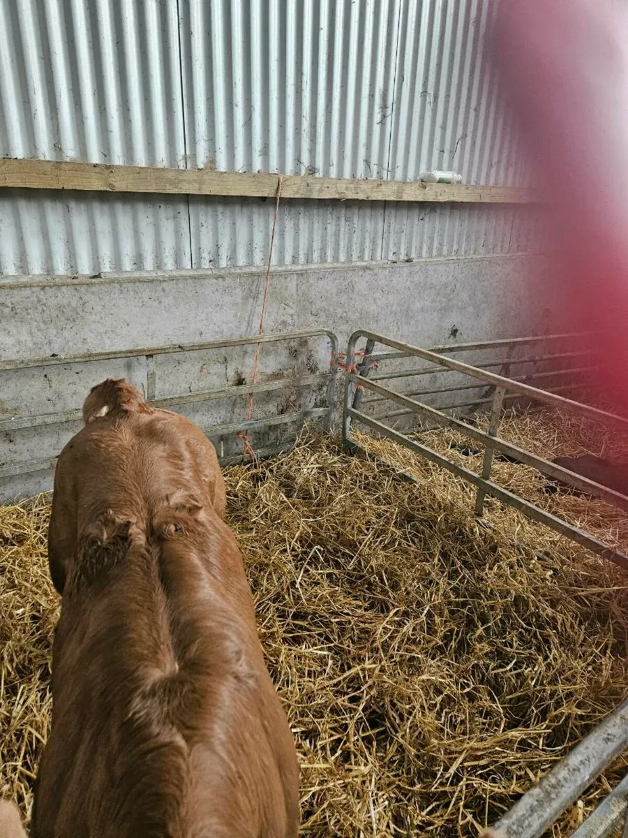 Calf - Image 2