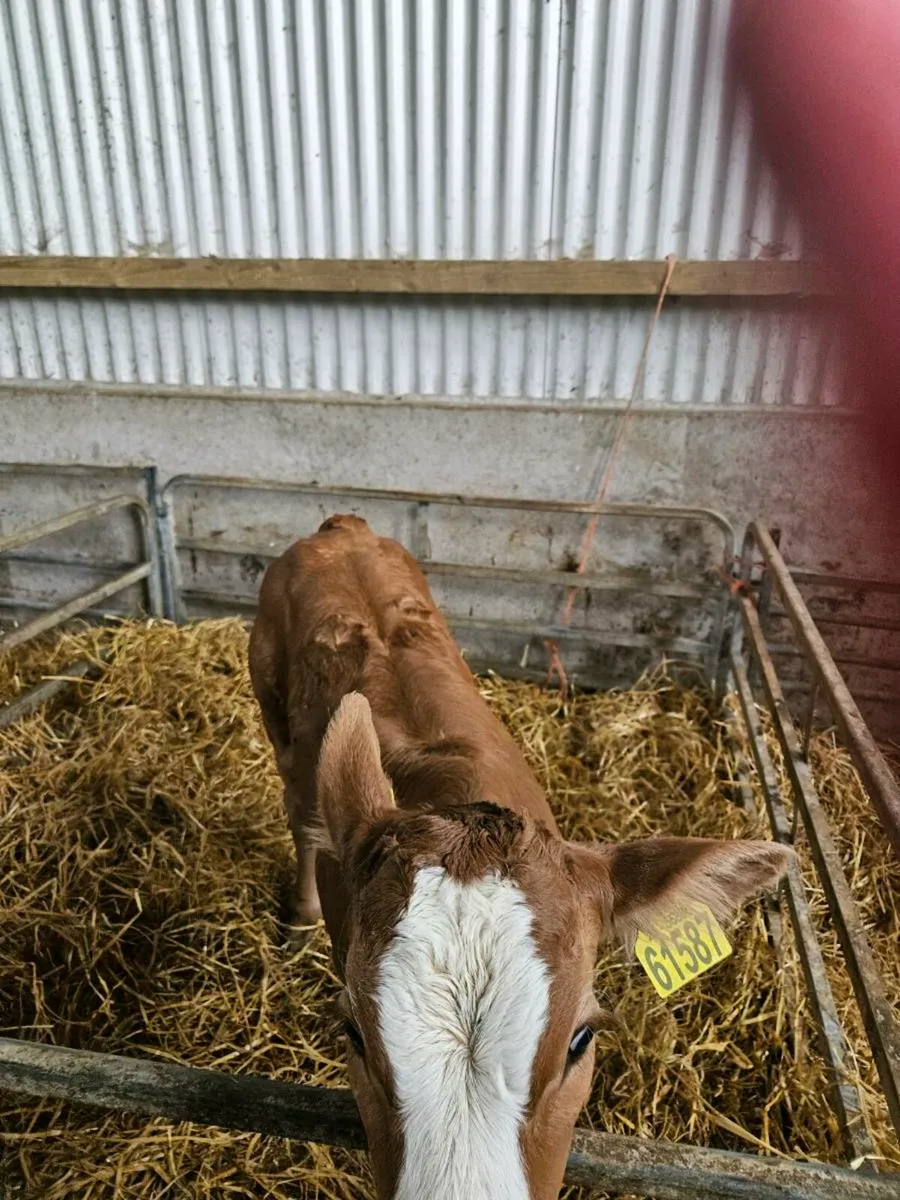 Calf - Image 1