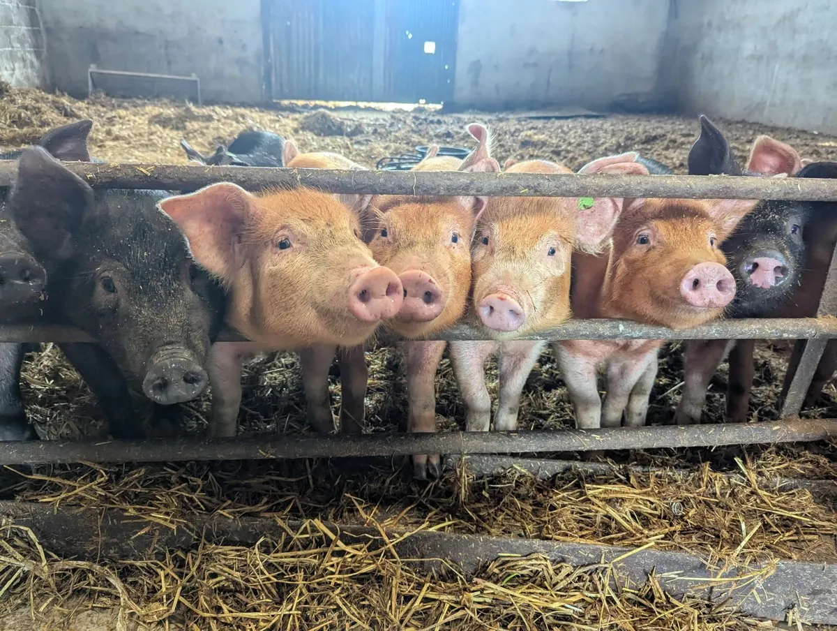 Pigs for sale - Image 1