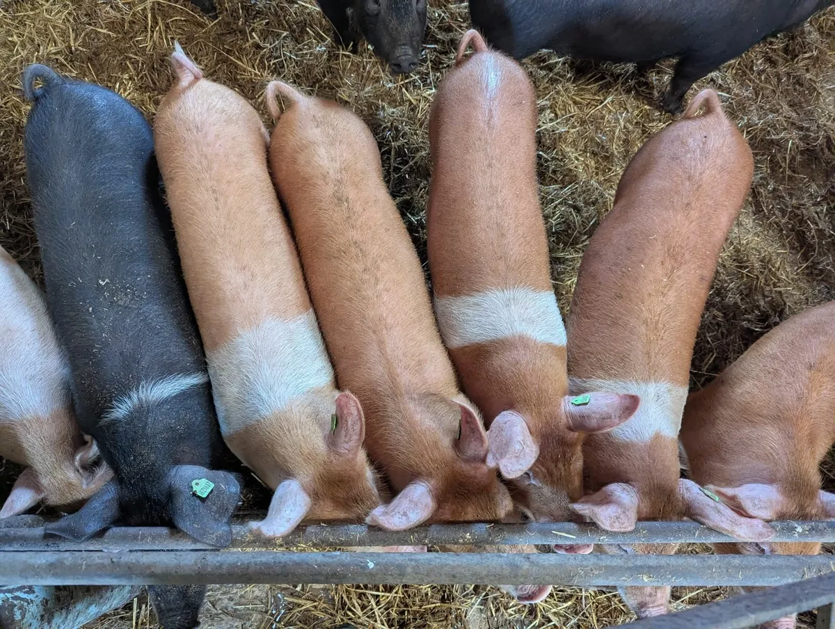 Pigs for sale - Image 2