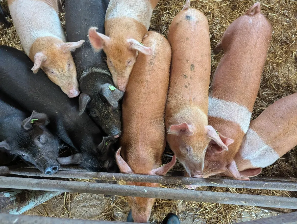 Pigs for sale - Image 3