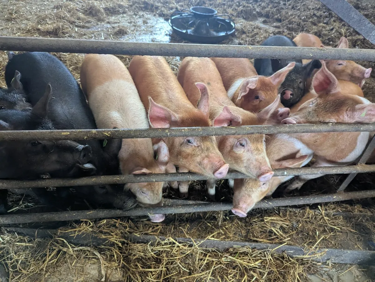 Pigs for sale - Image 4