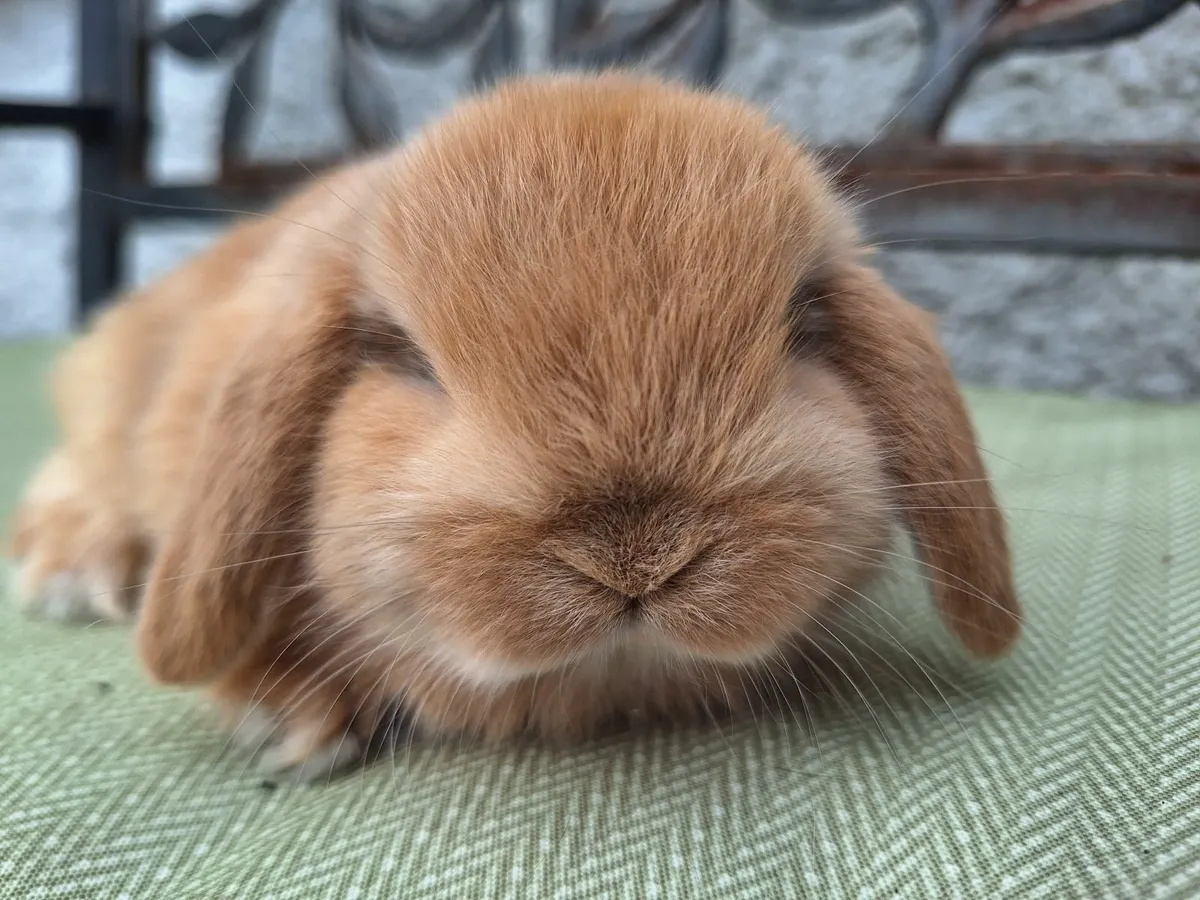Mini lop baby rabbits - Image 1