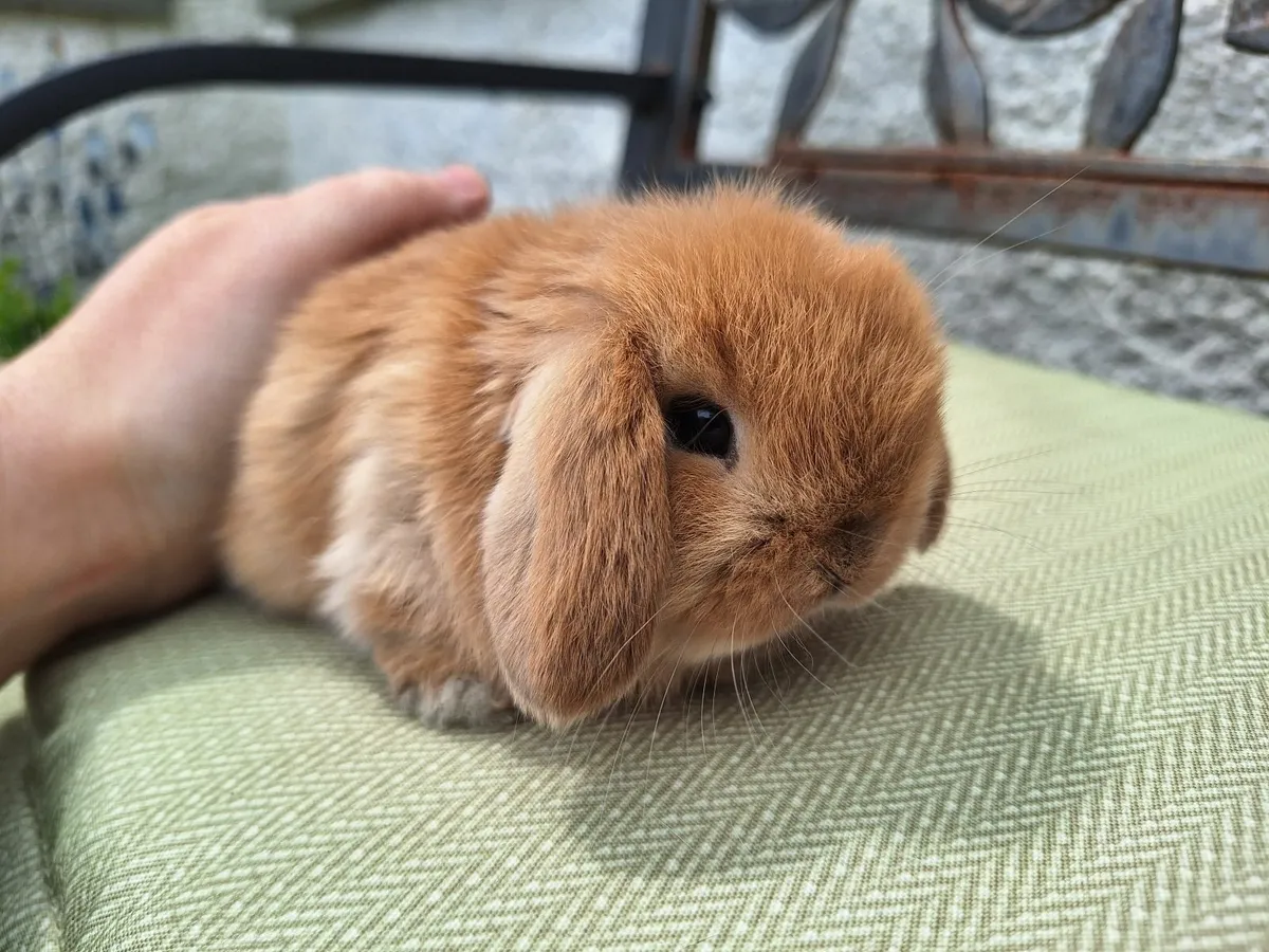 Mini lop baby rabbits - Image 2