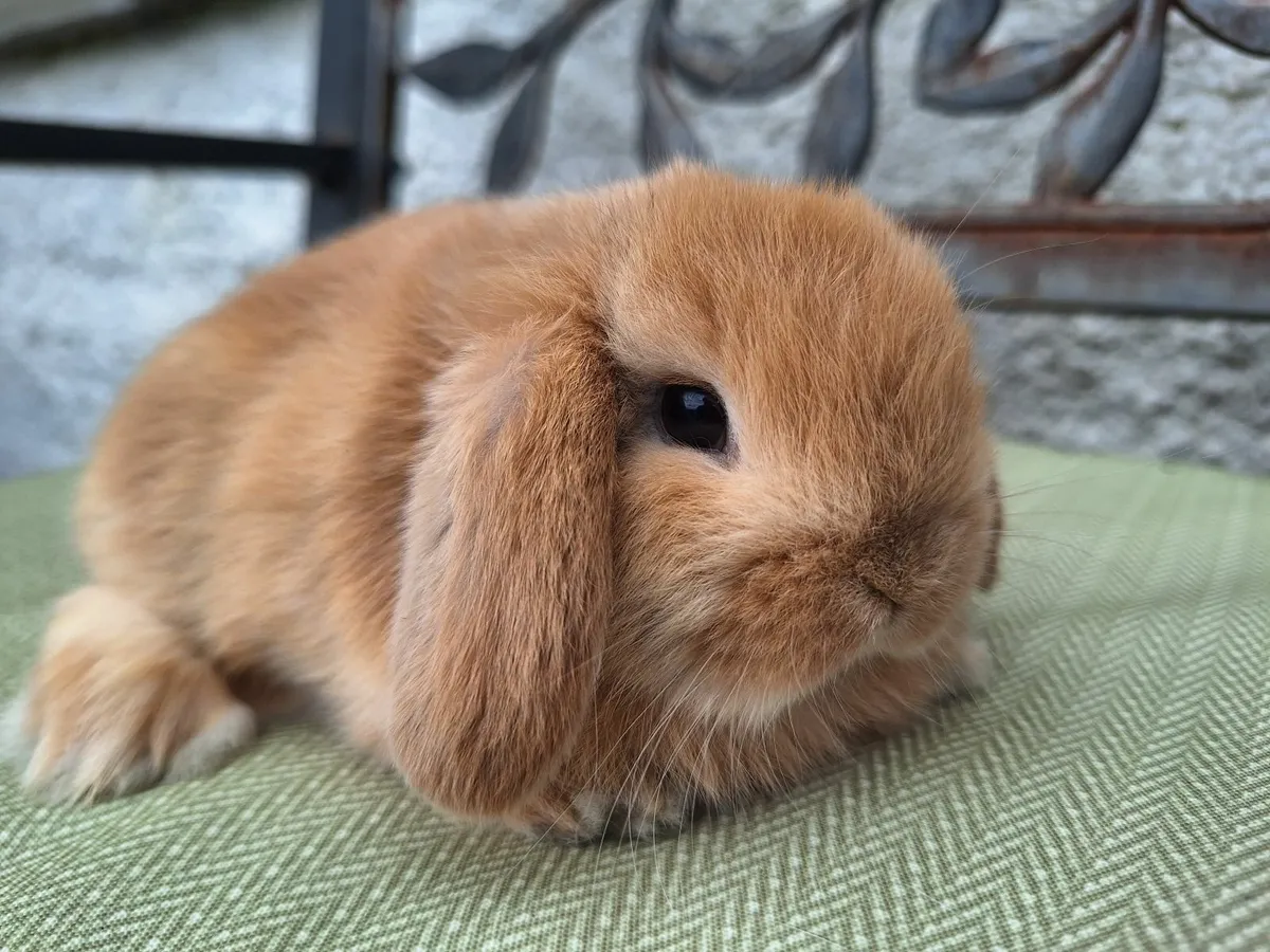 Mini lop baby rabbits - Image 3