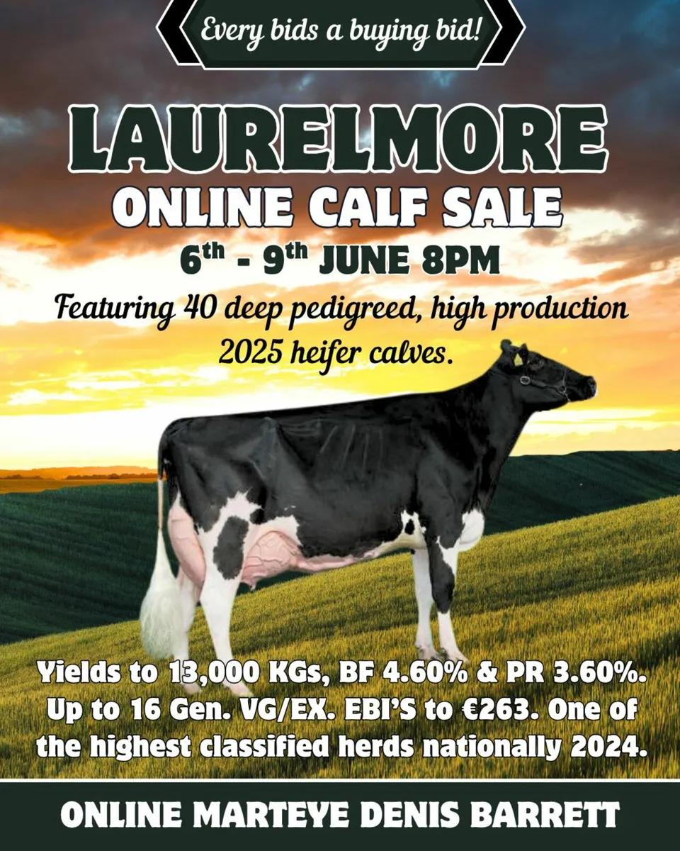 Holstein- Laurelmore On the Market Calf Sale