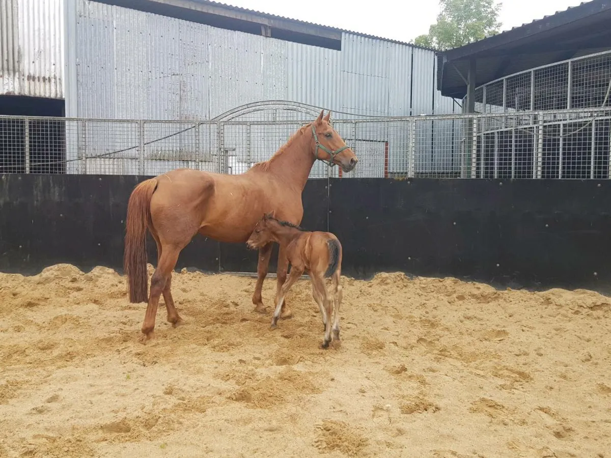 Mare with colt foal - Image 1