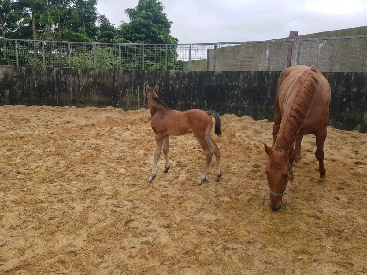 Mare with colt foal - Image 2