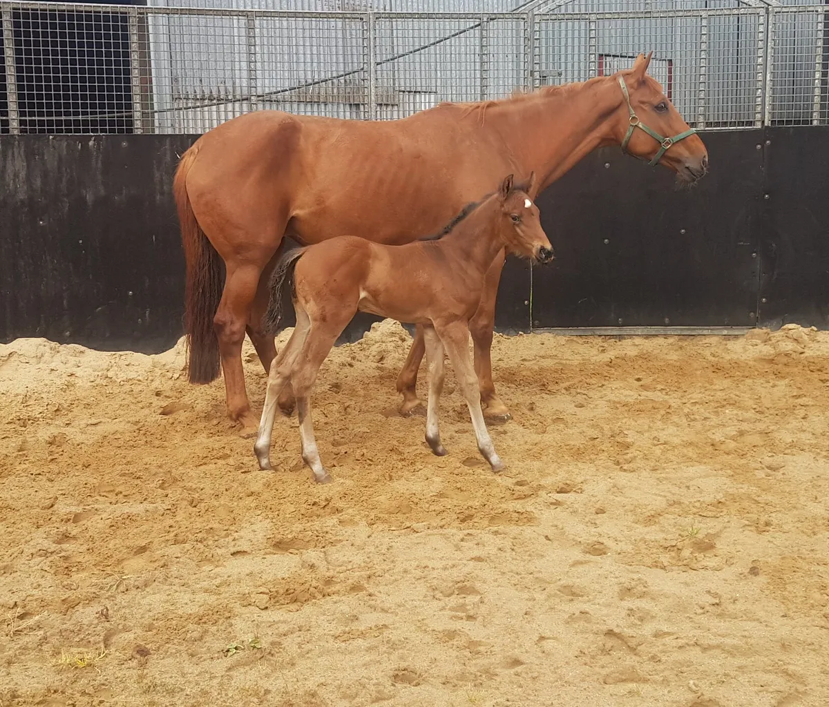 Mare with colt foal - Image 3